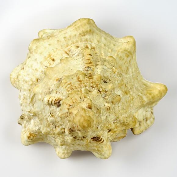 Conch Sea Shell 8” Natural Vintage Ocean Beach Decor - Picture 4 of 7